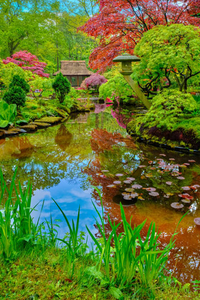 istock Japanese garden, Park Clingendael, The Hague, Netherlands 1255009527