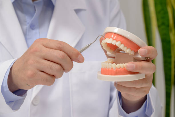 istock A dentist holding tooth model and dentistry equipment tools in hand. 1255010098