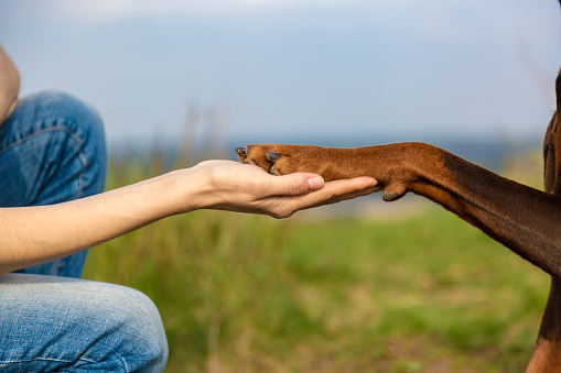 Paw of a brown-and-tan doberman dobermann dog in the human girl's hand. Close-up on a blurred background of grass and sky. Horizontal orientation. High quality photo.