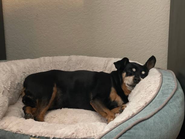 istock Senior dog with lounging 1255010799