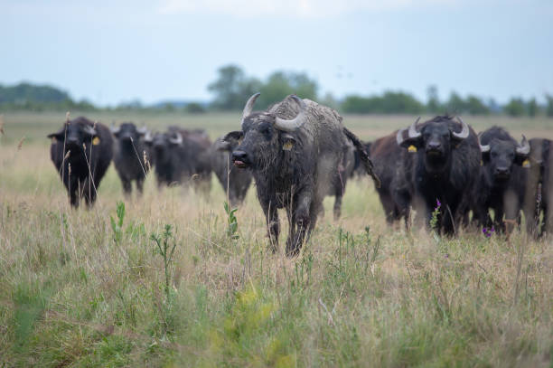 istock Happy buffalos on the grass in Hungary 1255011216