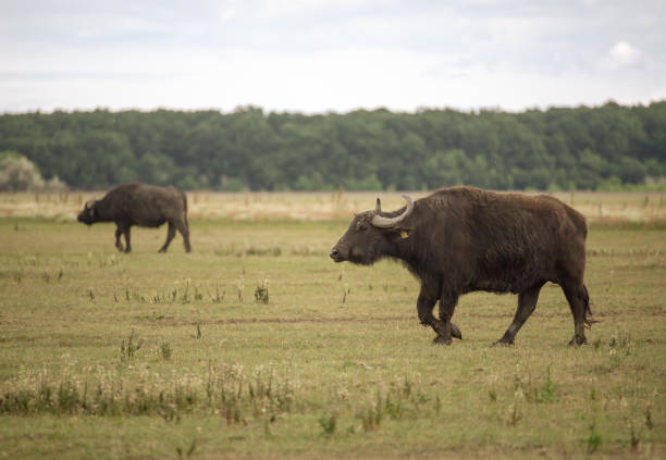 istock Happy buffalos walking on the grass in Hungary 1255011224