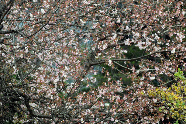 istock Beautiful winter flowers in park 1255012638