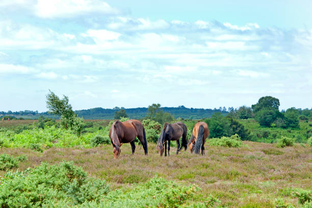 istock Ponies grazing, New Forest, Hampshire, England 1255012890