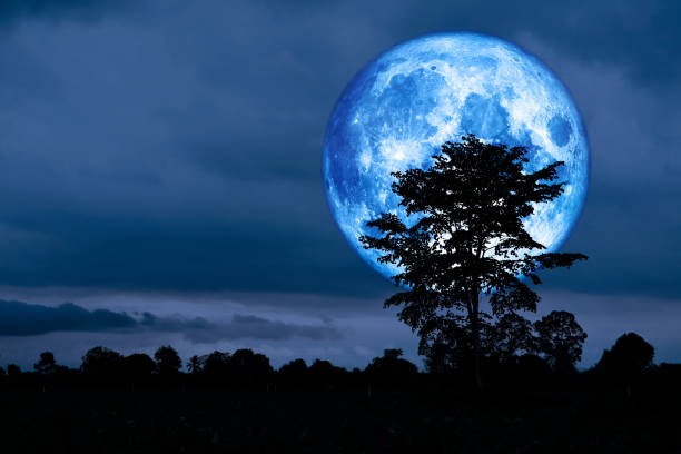 istock Full Crust blue Moon and silhouette tree in the field and night sky 1255013064