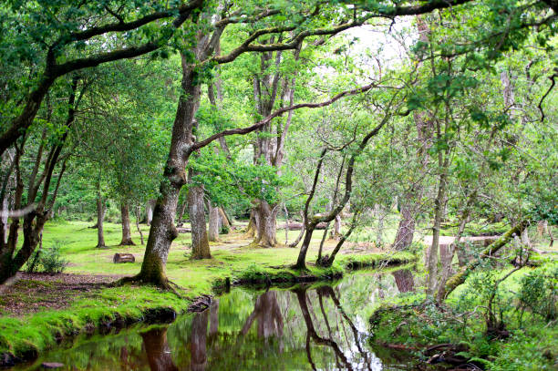 spokój nad rzeką, new forest, hampshire, anglia - hampshire zdjęcia i obrazy z banku zdjęć