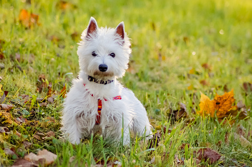 West Terrier looking into camera.