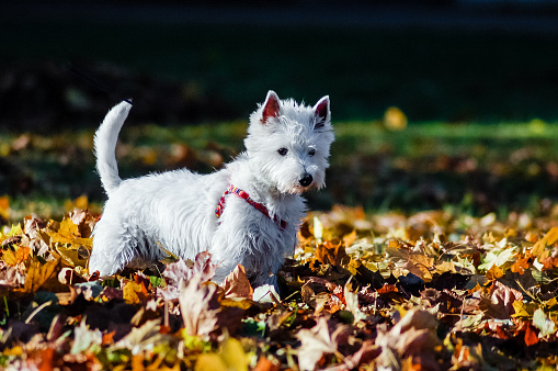 West Highland White Terrier playing in the autumn leaves.