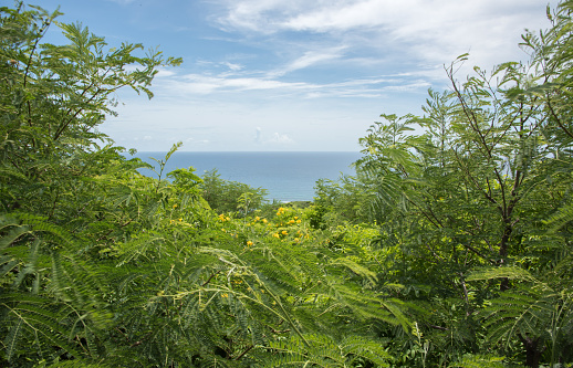 Goat hill on St. Croix with lush, flowering native flora and view of the Caribbean Sea on the US Virgin Islands