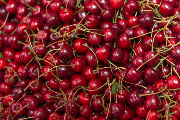 istock fresh ripe red cherries. cherries background 1255016869
