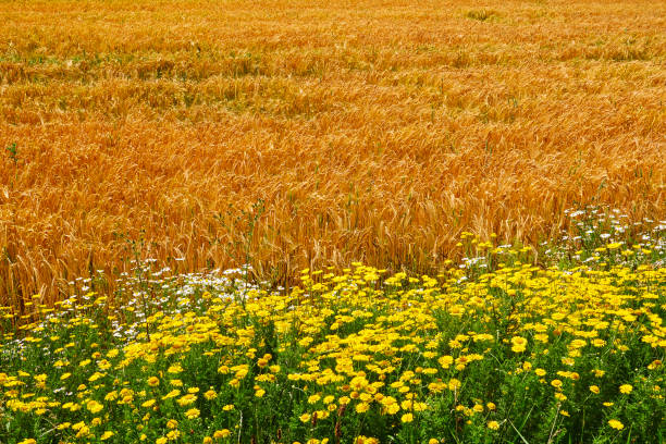 Wheat field and yellow flowers