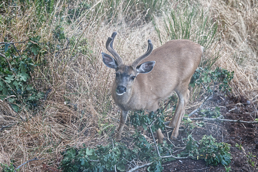 Buck, young stag