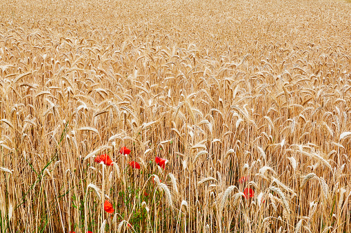 Ripe ears of wheat in a field against the blue sky. Selective focus. Provence, France. Summer nature background.