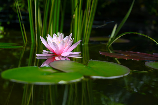 Pink water lily in a garden pond with aquatic plants and with a dark background.