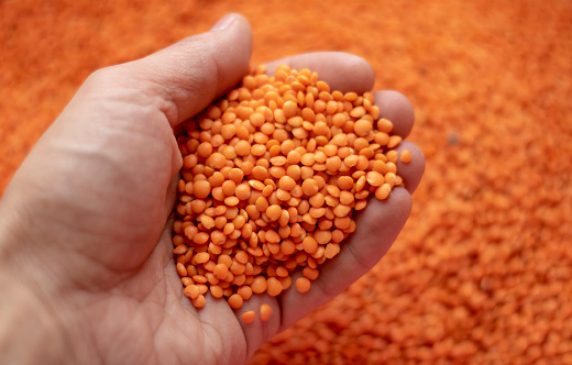 Hand with red lentils, holding red legume in palm. Close up
