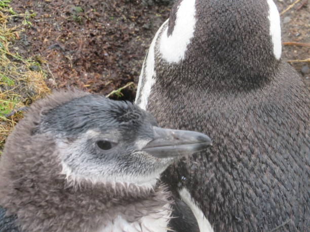 istock Magellanic Penguins in Ushuaia, Argentina. 1255020759