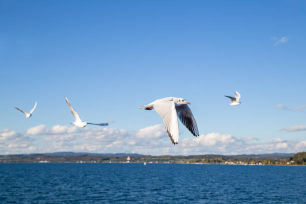 Flying seagulls at Lake Constance