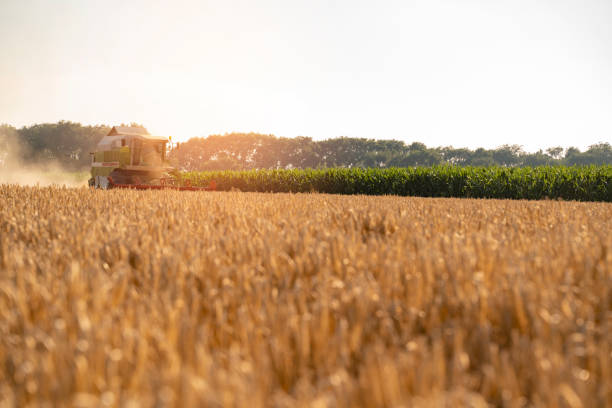 istock Harvesting cereals , harvester in background working, barley in foreground 1255022407