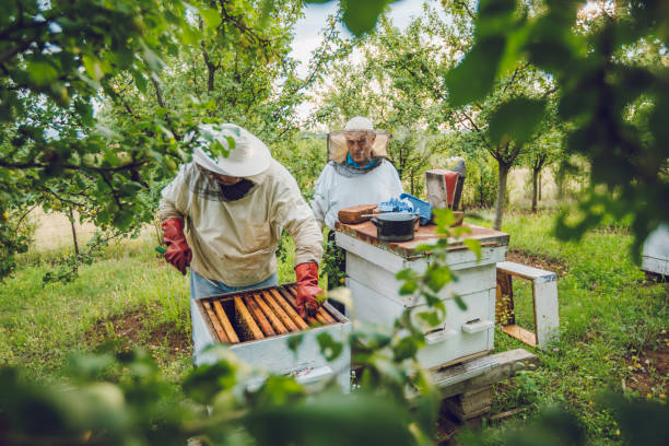 istock Beekeepers collecting honey 1255023527