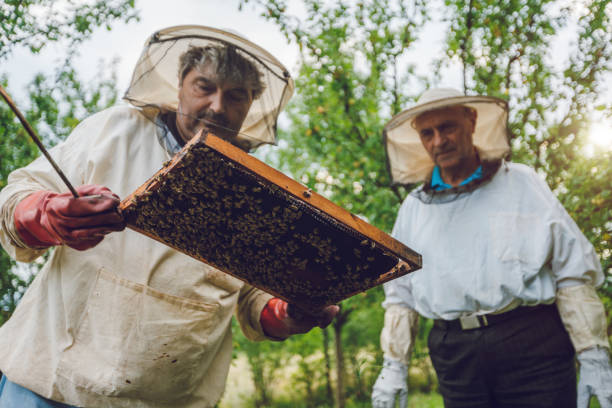 istock Beekeepers collecting honey 1255023553