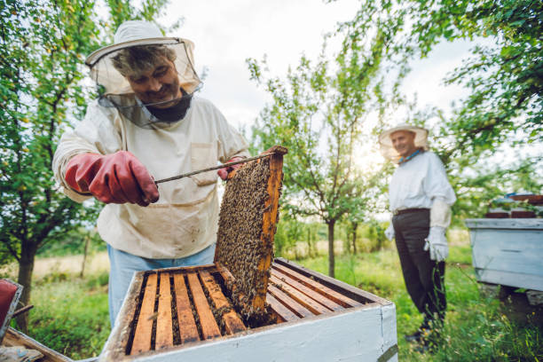 istock Beekeepers collecting honey 1255023831