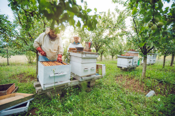 istock Beekeepers collecting honey 1255023870