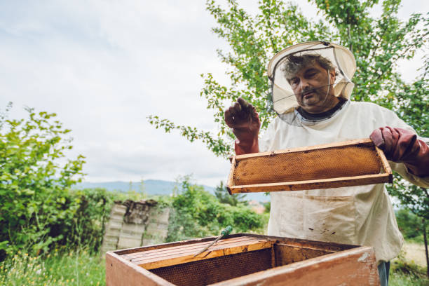 istock Beekeeper collecting honey 1255024262