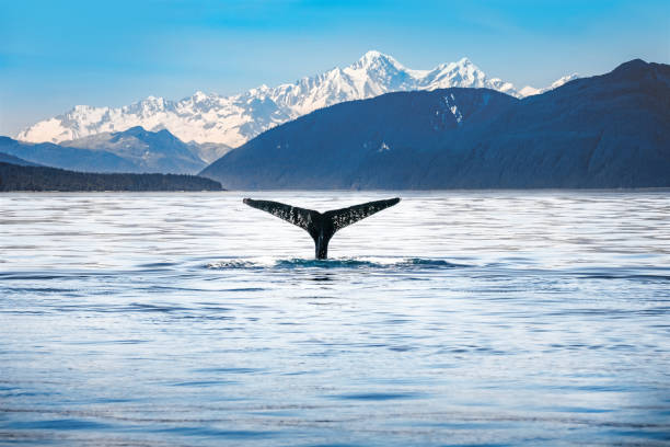 Humpback whale tail with icy mountains backdrop Alaska stock photo