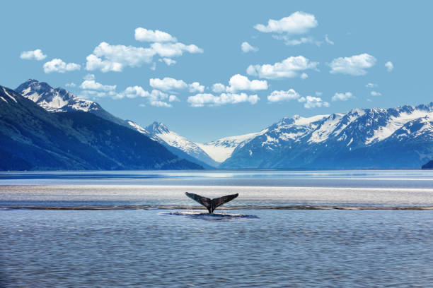 istock Humpback whale tail with icy mountains backdrop Alaska 1255024368