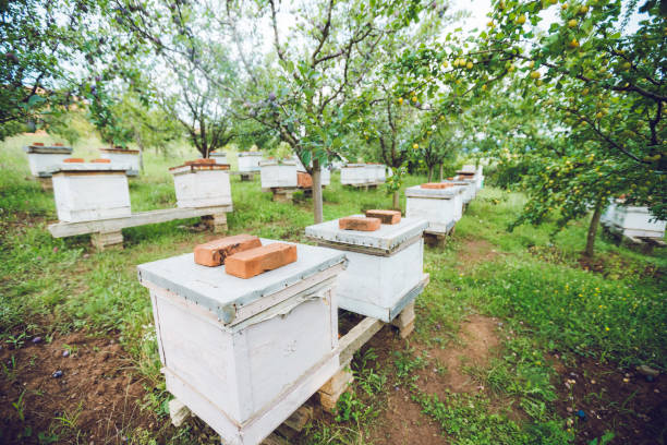 Beehives in lines between trees.