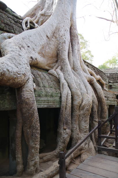 istock UNESCO World Heritage Site Ta Prohm 1255025495