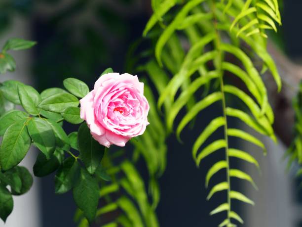 growing and blooming pink rose and buds in green leaves garden background