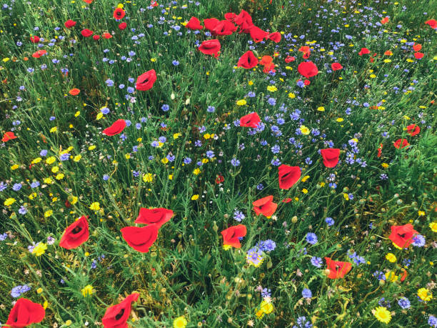 istock Many red poppies with another flowers 1255026746