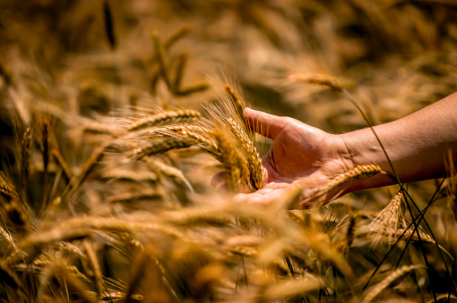 Hand examining ripe wheat crops in field. Male agronomist is checking up if cereal plantation is ready for harvest. Close up image with selective focus.