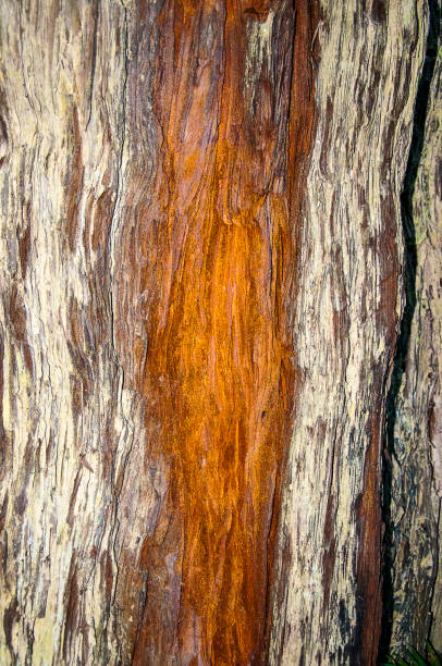 The name of Redwood tree is well named as can be seen from this section of a trunk with the red heart wood exposed