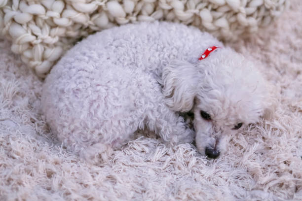 istock White puppy resting on the blanket 1255027830