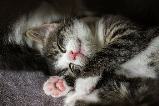 close up of cute tabby kitten sleeping on carpet