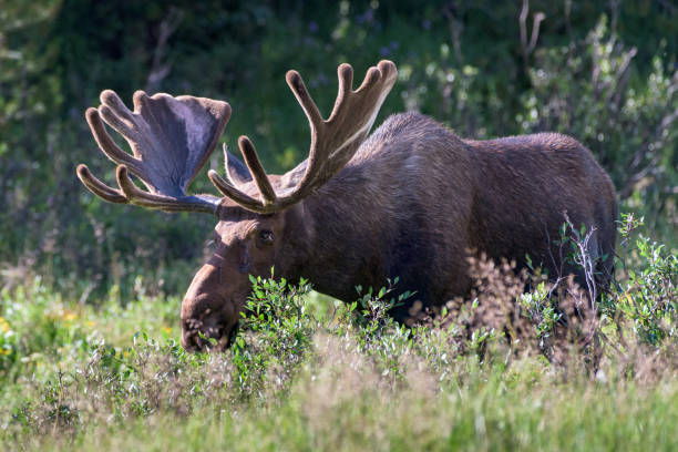 istock Moose in the Colorado Rocky Mountains 1255030050