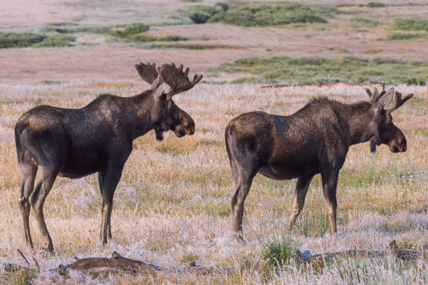 istock Moose in the Colorado Rocky Mountains 1255030760