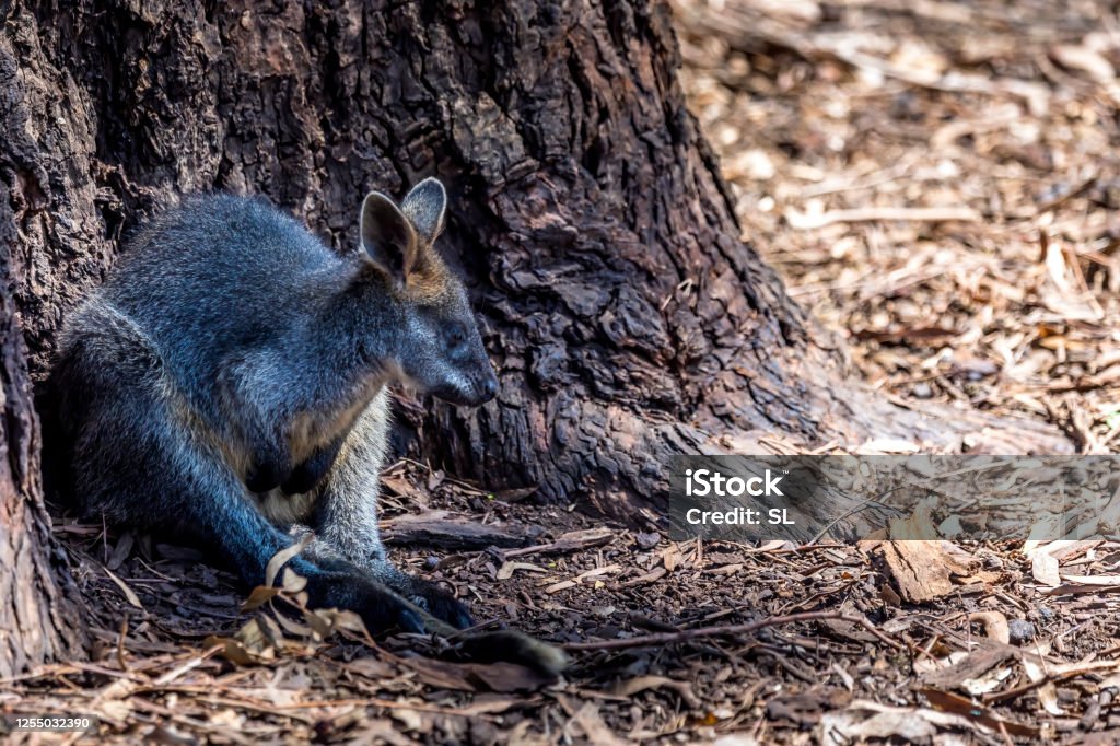 Kleines Känguru - auch Wallaby genannt - in der Wildnis von Victoria Australien während eines sonnigen und heißen Tages im Sommer. - Lizenzfrei Australien Stock-Foto