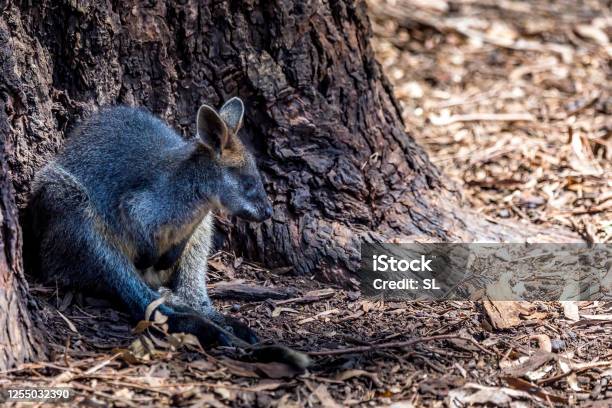 Kleines Känguru Auch Wallaby Genannt In Der Wildnis Von Victoria Australien Während Eines Sonnigen Und Heißen Tages Im Sommer Stockfoto und mehr Bilder von Australien