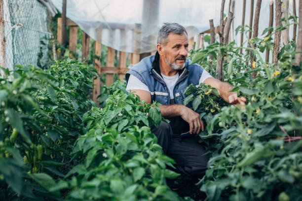 istock One senior farmer examining organic tomato platns 1255033948