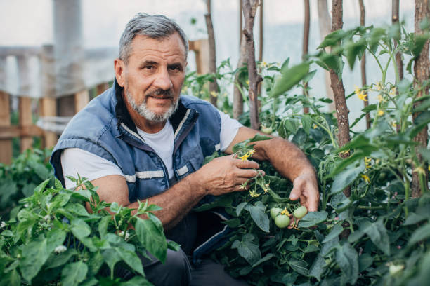 istock One farmer examining organic tomato platns 1255034284