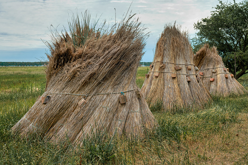 Reed stacks along a filed in Thiessow left for drying