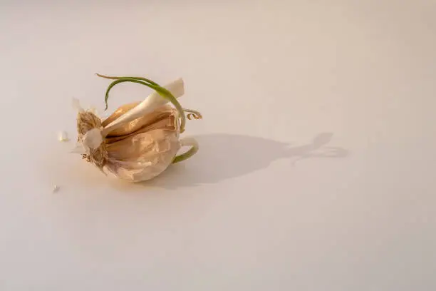 Old sprouted garlic with light background. Not full (incomplete) clove. Copy space for text.