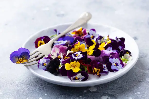 Edible flowers, field pansies, violets on white plate. Grey background. Close up.