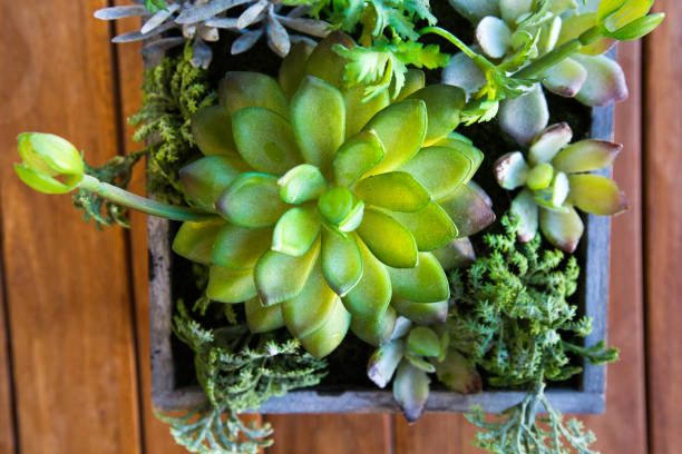 istock Succulents in wooden pot 1255037324