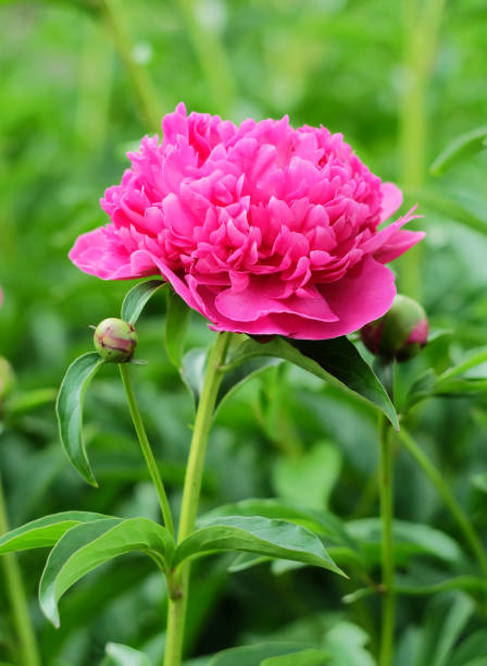 istock Lush magenta peony in the green 1255039083