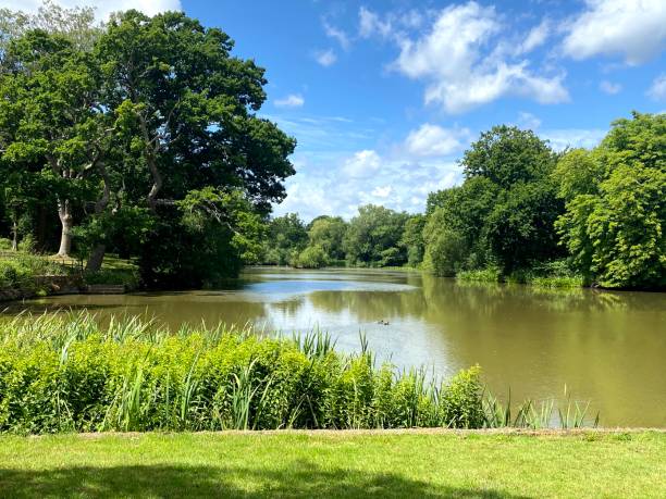 istock English Countryside Pond Lake with Ducks 1255042880