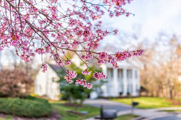 Pink cherry blossom sakura tree flowers on branches in foreground in spring in northern Virginia with bokeh blurry background of house in neighborhood Pink cherry blossom sakura tree flowers on branches in foreground in spring in northern Virginia with bokeh blurry background of house in neighborhood deciduous tree photos stock pictures, royalty-free photos & images